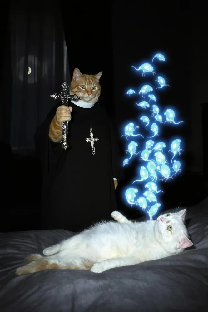 An Orange Cat Dressed As A Priest Standing